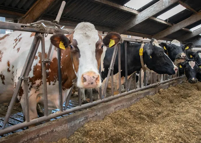 Prázdninový dům Op De Beemd *